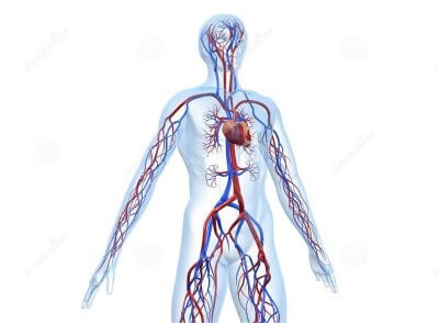 Le réseau vasculaire
